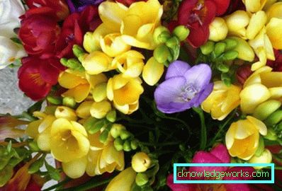185-аристократична фрезия