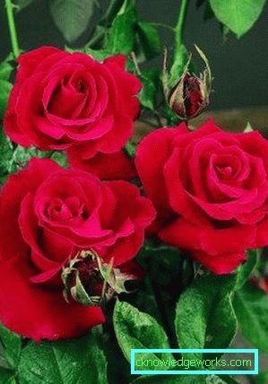 137 Хибридни чаени рози
