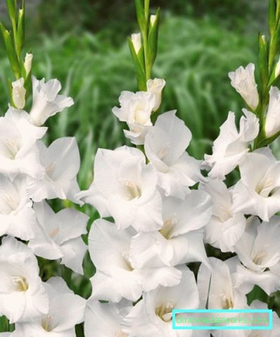 184 Gladiolus