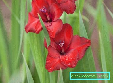 184 Gladiolus