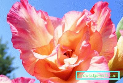 184 Gladiolus