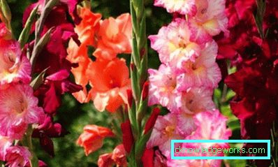184 Gladiolus