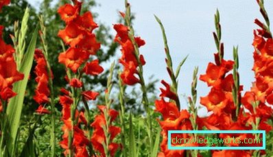 184 Gladiolus
