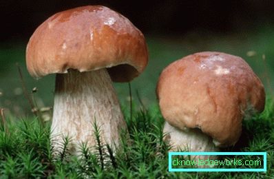 Как се отглежда бели гъбички
