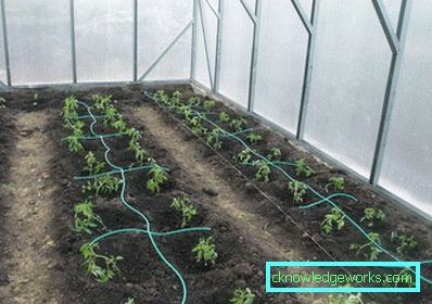 Капково напояване в оранжерията: устройството и предимствата на системата Капково напояване в оранжерията: устройството и предимствата на системата