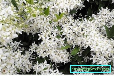 143-Clematis Описание