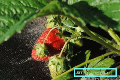 363 - Мулчиране на ягоди