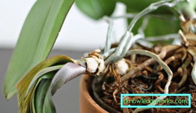 Спряна цъфтяща орхидея