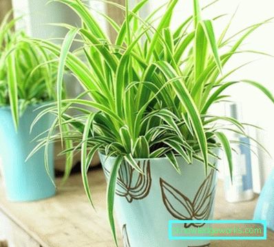 Растения за кухнята Растения за кухнята