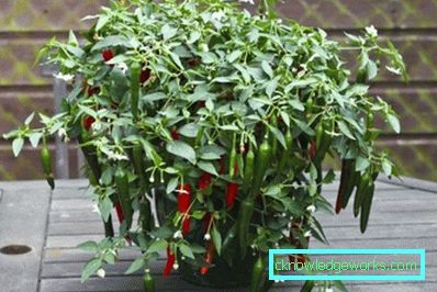 Растения за кухнята Растения за кухнята