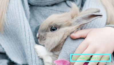 246-Колко декоративни зайци живеят