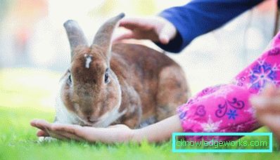 246-Колко декоративни зайци живеят