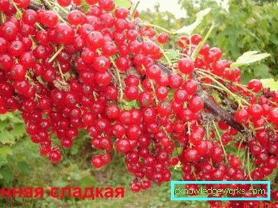 298 - Сортове червено френско грозде