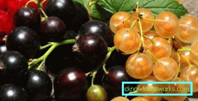 287-Сортове френско грозде за предградията