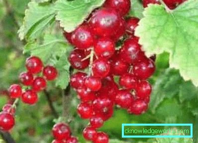 287-Сортове френско грозде за предградията