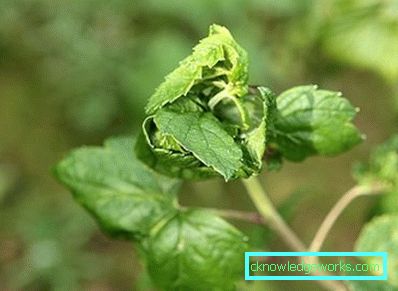24-спасяване на касис от народни листни въшки