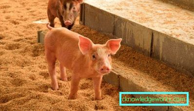 227-Pigsty със собствените си ръце