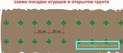 256-технология на отглеждане на краставици