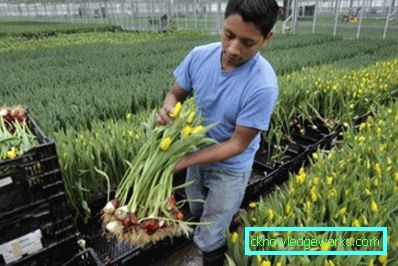 191-Tulips в оранжерията за 8 март