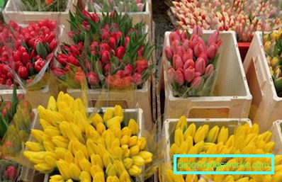 191-Tulips в оранжерията за 8 март