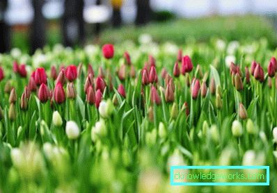 191-Tulips в оранжерията за 8 март