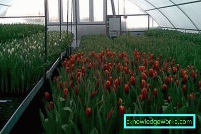 191-Tulips в оранжерията за 8 март