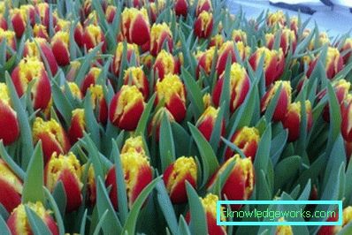 191-Tulips в оранжерията за 8 март