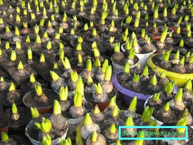 191-Tulips в оранжерията за 8 март