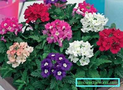 217 Verbena