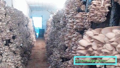 282-Отглеждане на стриди
